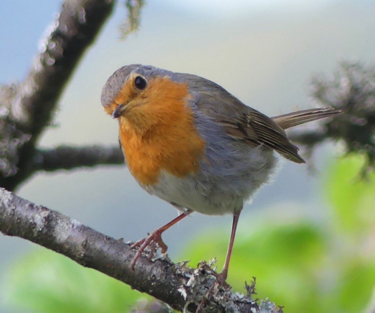 « Erithacus rubecula » par Manon Puton