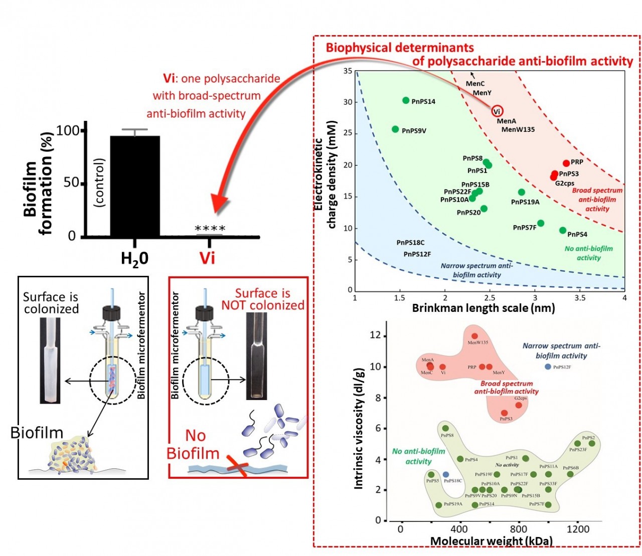 Classification de polysaccharides bactériens capsulaires selon leur activité anti-biofilm en fonction de leurs propriétés électrocinétiques et viscosimétriques