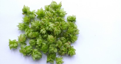 Photo montrant un petit tas de fleurs de houblon