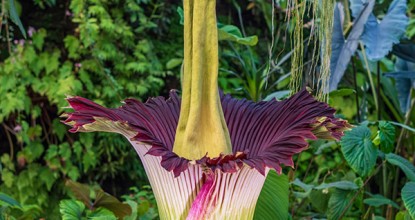 Arum titan - Jardin botanique Jean-Marie Pelt