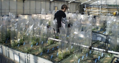 photo d'expérience de phénotypage en serre de plantes hyperaccumulatrices pour la remediation