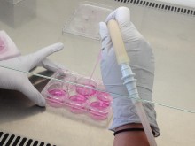 Culture de cellules souches en laboratoire.