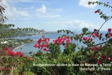 Bougainvillier devant la Baie de Matawaï, à Tahiti. Copyrignt : F. Pautz 