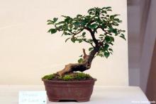 Bonsaï !  Exposition du 5 au 21 juin 2015 / Conservatoire et Jardins botaniques de Nancy