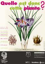 Cours de botanique / perfectionnement : la flore vernale