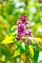 La plante du mois de mai : Syringa vulgaris L. ‘Maréchal de Bassompierre’ 