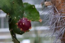 ces plantes que l'on mange