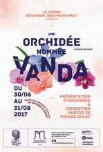 une orchidée nommée Vanda