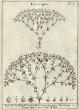 Illustration issue de Pier Antonio Micheli, Nova plantarum genera, iuxta Tournefortii methodum disposita,... Florence, 1729
