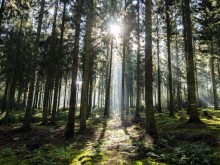 Les secrets de la forêt conférence - Conférence annulée
