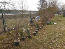 Des étudiants plantent une haie de plantes mellifères sur le campus Brabois Santé