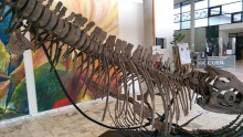 Exposition : "Ancient sea monsters"