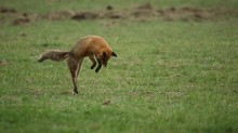 Image d'un renard en chasse dans un pré