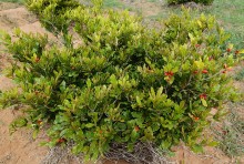 l'arbuste Synsepalum dulcificum produit des baies rouges (les Sisrè) dont on tire la miraculine
