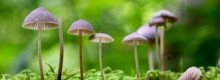 La recette génétique des champignons décomposeurs pour s’adapter au changement climatique