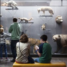 Des visiteurs devant une vitrine de zoologie