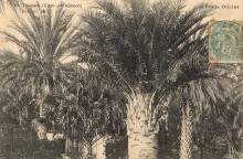[Conf] Les palmiers de nos jardins