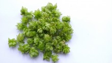 Photo montrant un petit tas de fleurs de houblon