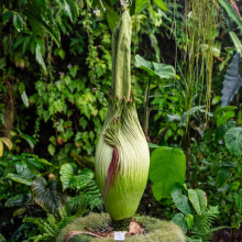 Arum titan