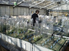photo d'expérience de phénotypage en serre de plantes hyperaccumulatrices pour la remediation