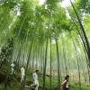 Ville de Jian, pays de bambou