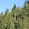 Drone en opération en milieu forestier