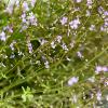 Stylidium debile Jardin botanique Nancy