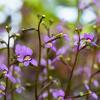 Stylidium debile Jardin botanique Nancy