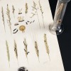 L'ergot des céréales, planche et échantillons de la collection de phytopathologie de l'ENSAIA / Photo : L'œil créatif / Photo : L'œil créatif