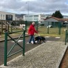 chien guide aveugle  bis