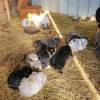 Les lapins participants aux séances de médiation animale