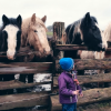 Séance de médiation avec les chevaux de de la ferme