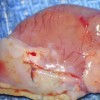 Cœur de rat revêtu d'une membrane en chitosane sur sa partie inférieure gauche