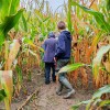 Des milieux de différentes natures ont été considérés. Ici, un champ de maïs