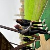 Les étudiants en Management du Sport de l'UFR STAPS de Nancy visitent le Golf de la Madine ! (8 novembre)