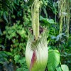 Arum titan à 14h - ©Benjamin Didiot