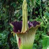Arum titan à 16h30 - ©Benjamin Didiot