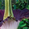 Arum titan à 19h - ©Benjamin Didiot