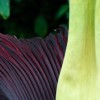 Arum titan à 19h30 - ©Benjamin Didiot