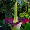 Arum titan à 21h - ©Benjamin Didiot