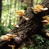 symbiose arbre/champignon