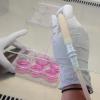 Culture de cellules souches en laboratoire.