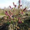 Le Daphne mezereum 