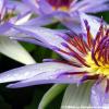 Nymphaea colorata,  le nénuphar bleu