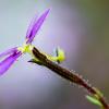 Stylidium debile Jardin botanique Nancy