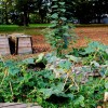 le jardin partagé