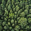 forêt