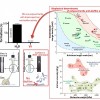 Classification de polysaccharides bactériens capsulaires selon leur activité anti-biofilm en fonction de leurs propriétés électrocinétiques et viscosimétriques
