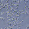 Des cellules vues au microscope