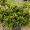 l'arbuste Synsepalum dulcificum produit des baies rouges (les Sisrè) dont on tire la miraculine